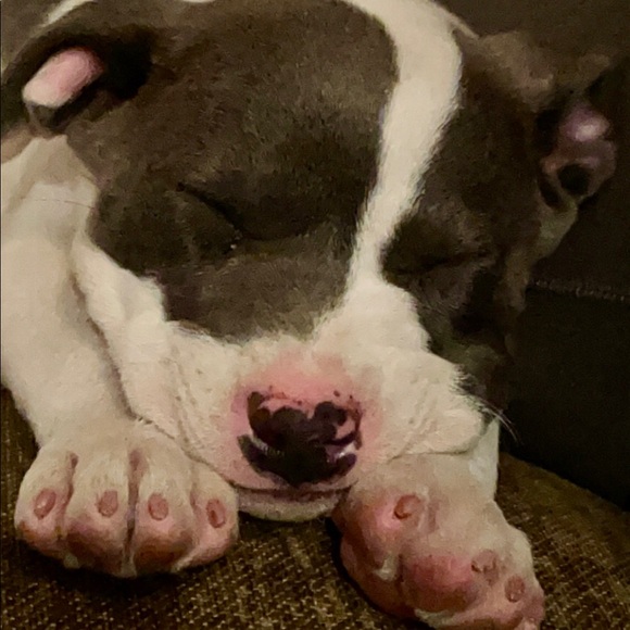 Posh Ambassador, Heather Shannon - Picture 4 of 7